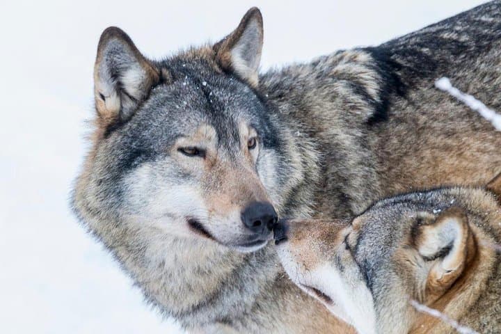 Ranua Wildlife Park Day : Visit the Arctic Animals!