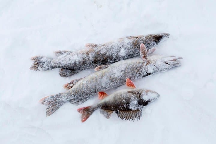 Ice Fishing by Snowmobile from Levi, Finland