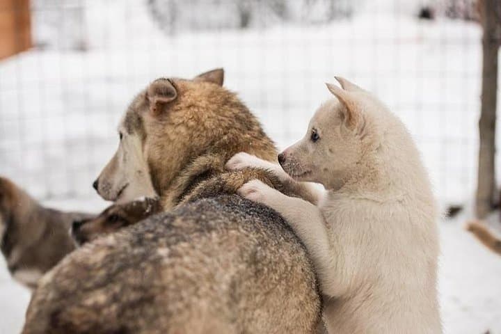 Lapland Reindeer and Husky Safari from Levi