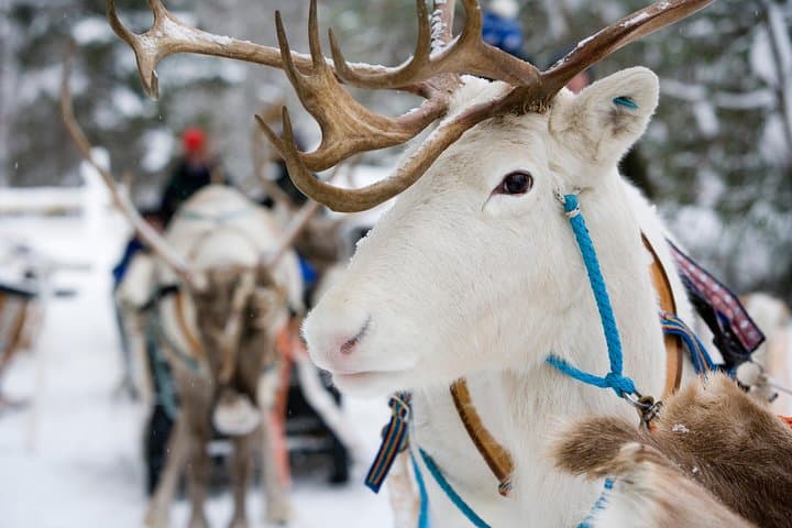 Lapland Reindeer Safari from Rovaniemi