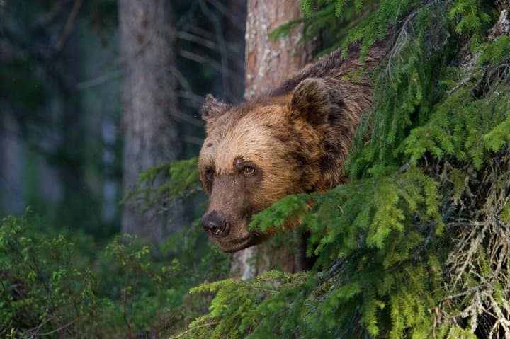 Bear Watching, night trip