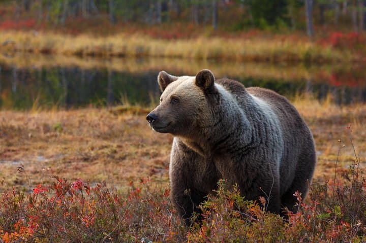 Bear Photography on Autumn