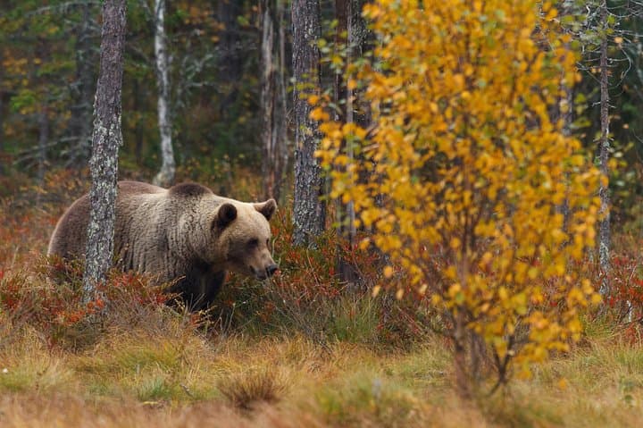 Bear Photography on Autumn