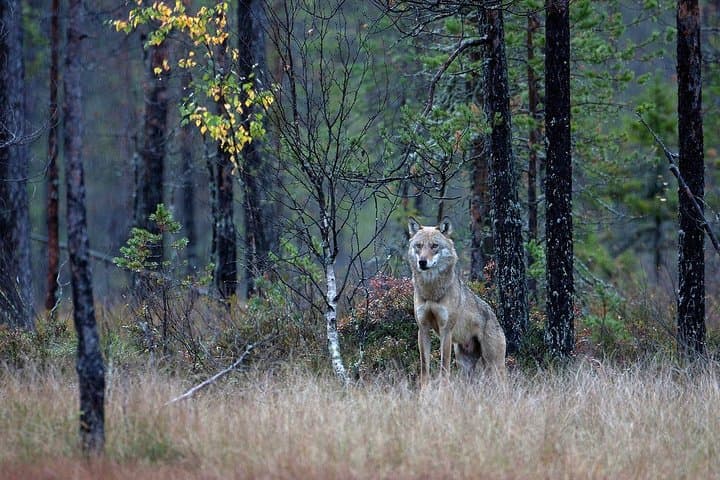 Bear Photography on Autumn