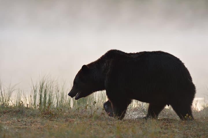 Bear Photography on Autumn