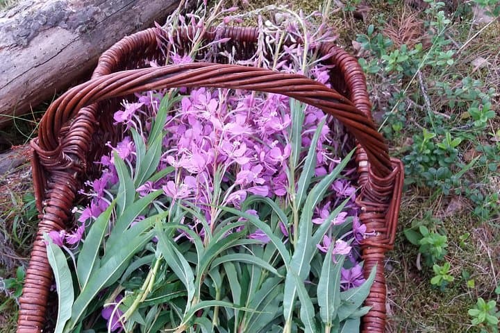 Flowers for herbal drink