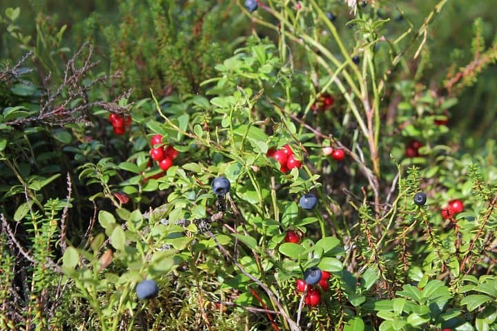 Lingon berries and blue berries