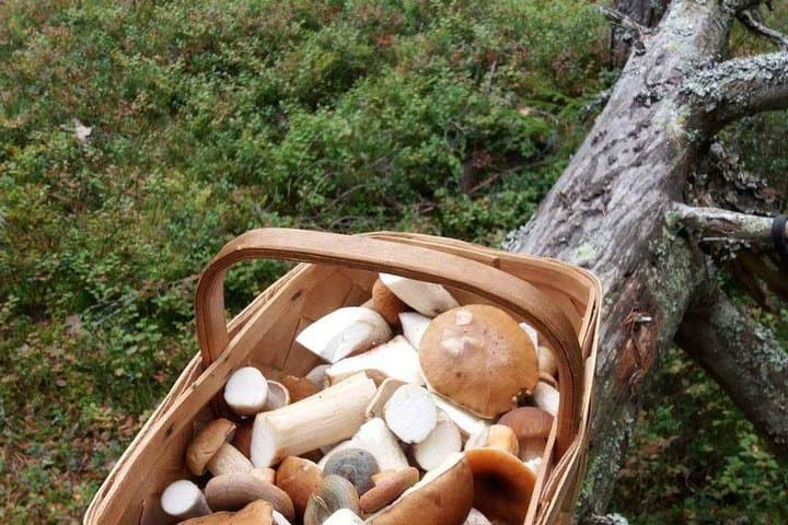 Mushroom basket