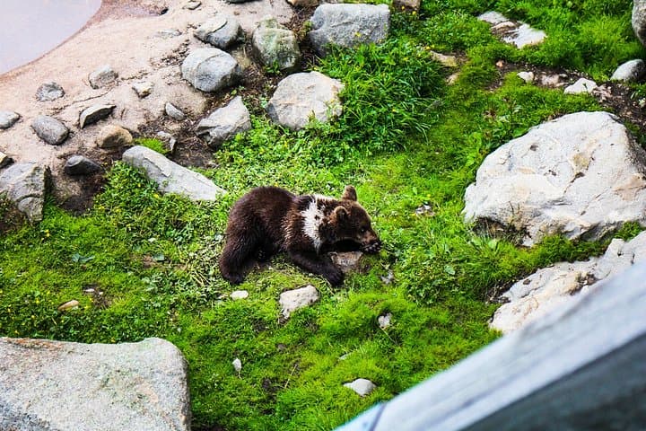 Visit to Ranua Wildlife Park - Rovaniemi
