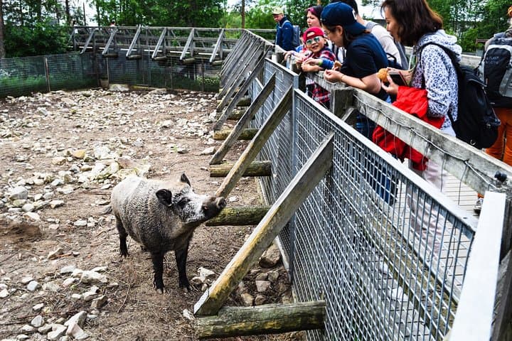 Visit to Ranua Wildlife Park - Rovaniemi