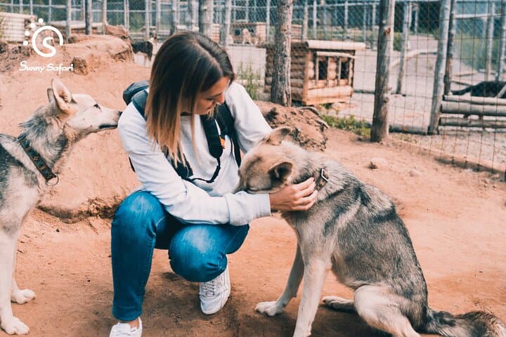 Husky Wolfpack Visit with Love