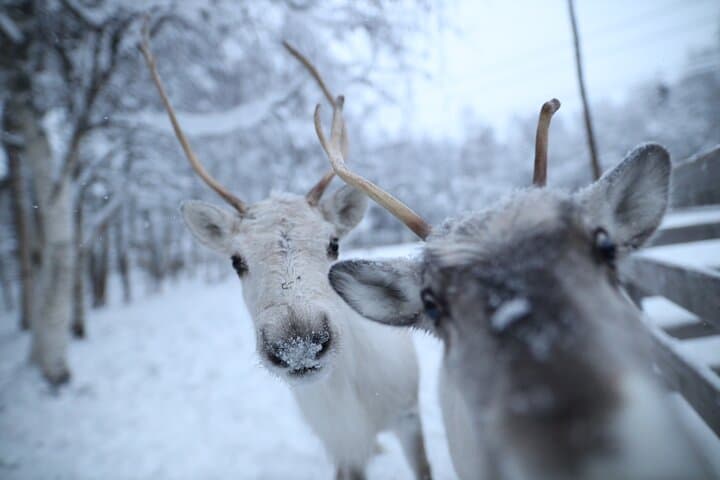 Local Reindeer Farm Visit & Short Sledge Ride