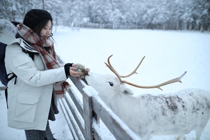 Local Reindeer Farm Visit & Short Sledge Ride