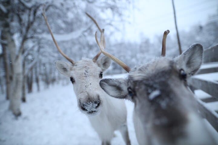 Santa Claus Village, Husky and Reindeers Combo Safari