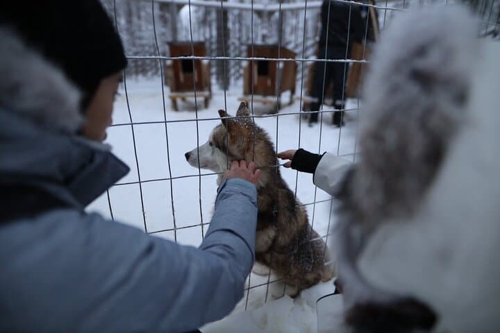 Santa Claus Village, Husky and Reindeers Combo Safari