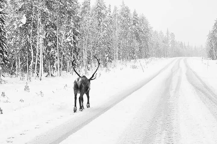 Rudolf