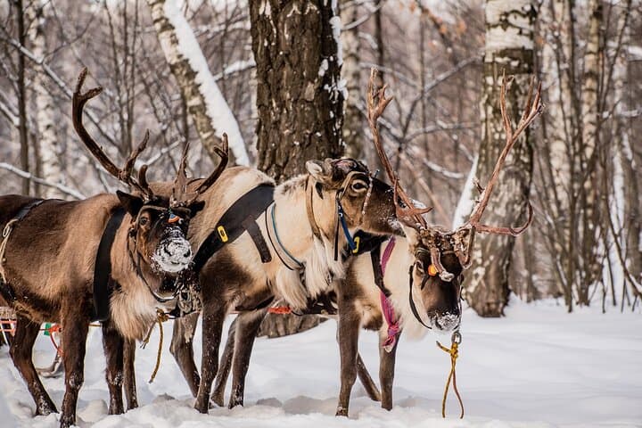 Reindeer Experience with Sledge Ride in Levi