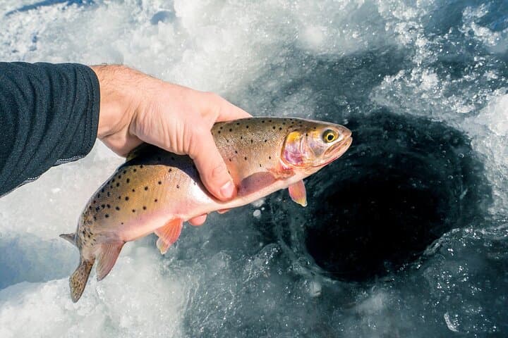 Lapland Ice Fishing Experience from Rovaniemi