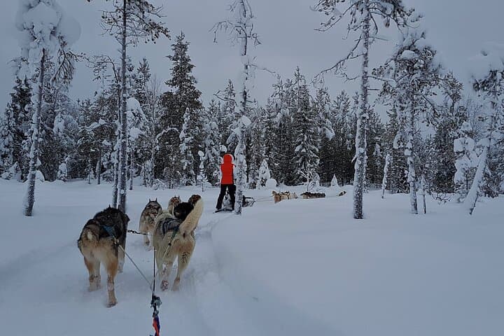 1,5 hour Husky experience in Pyhatunturi