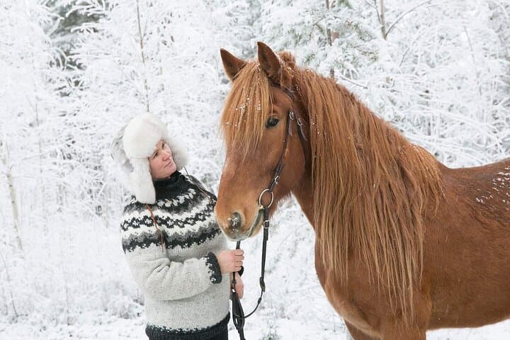 Northern Lights Tour with Finn Horses Sleigh Ride in Lapland