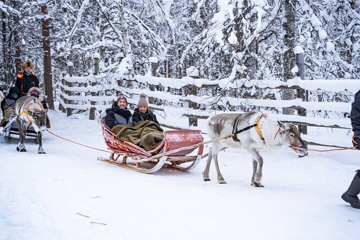 Half-Day Experience in Local reindeer farm in Lapland