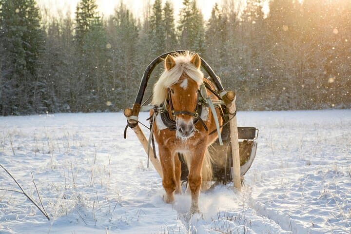 Northern Lights Tour with Finn Horses Sleigh Ride in Lapland