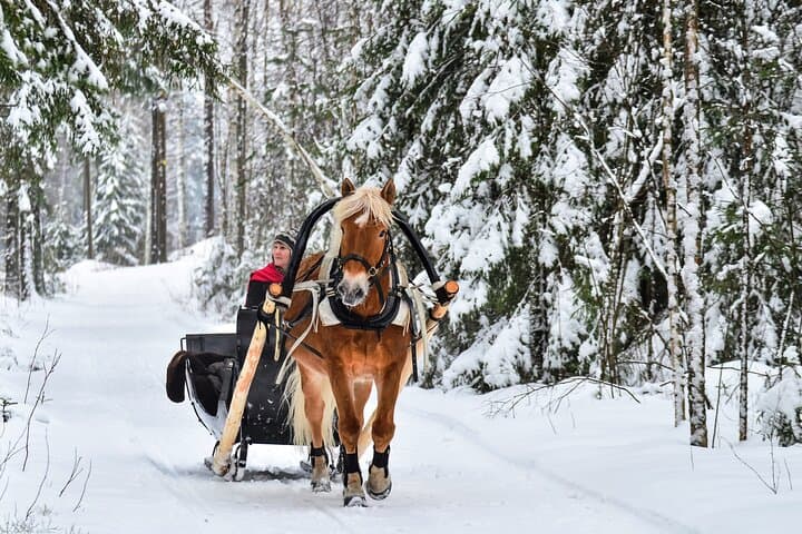 Northern Lights Tour with Finn Horses Sleigh Ride in Lapland