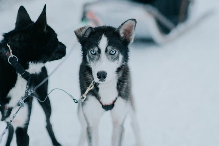 Family day: Reindeer, Husky and Snowmobiling in Levi