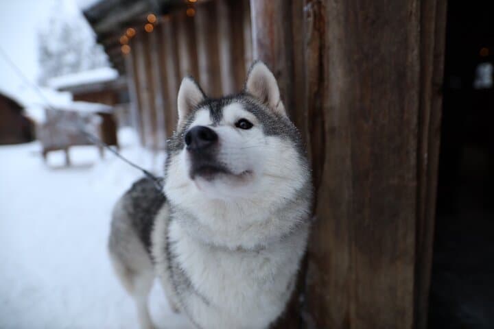 Santa Claus Village, Husky and Reindeers Combo Safari