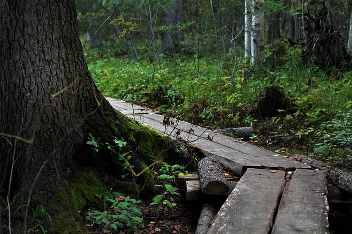 2.5 Hours Hike in Vaattunkikongas Forest Trail