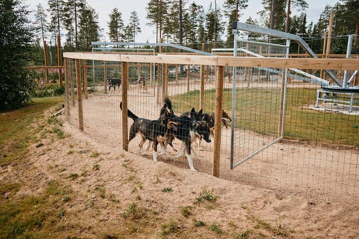 Huskies in the running wheel used to train the dogs