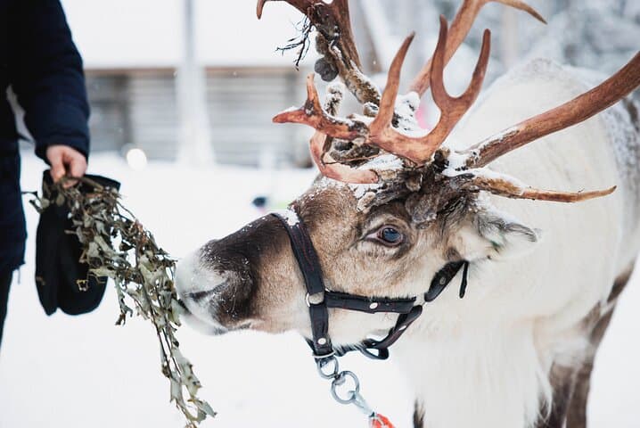 Husky and Reindeer Experience With Snowmobiling