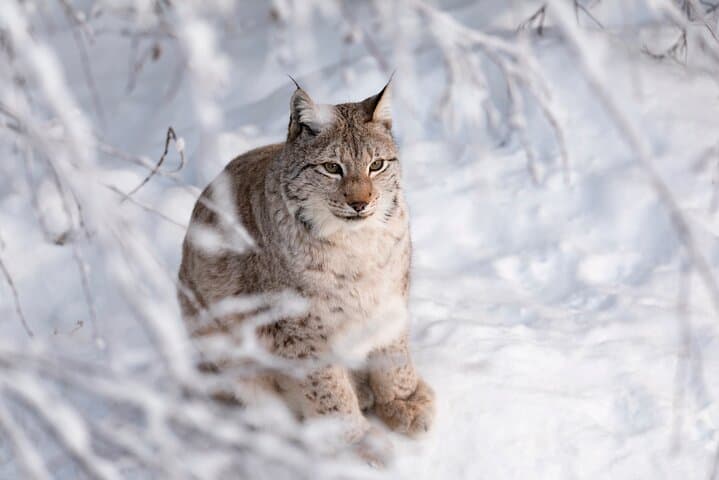 Ranua Wildlife Park Day : Visit the Arctic Animals!