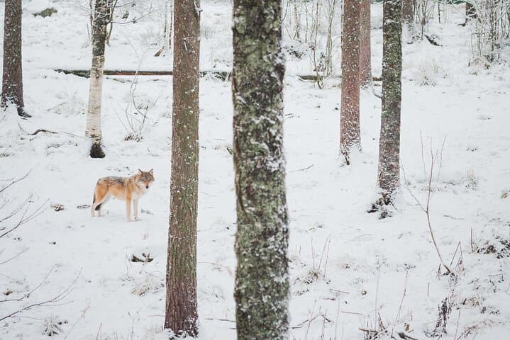 Ranua Wildlife Park Day : Visit the Arctic Animals!