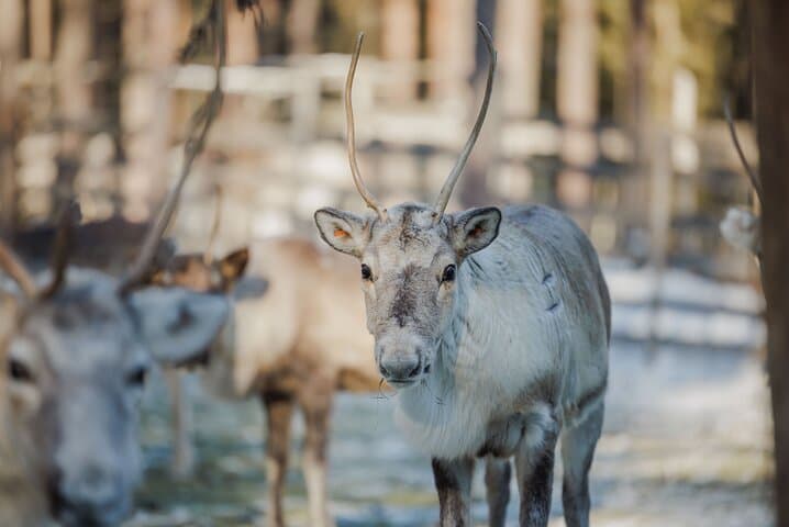 Reindeer Experience with Sledge Ride