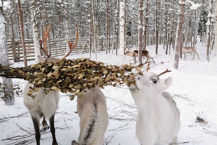 Feeding Adorable Reindeers!