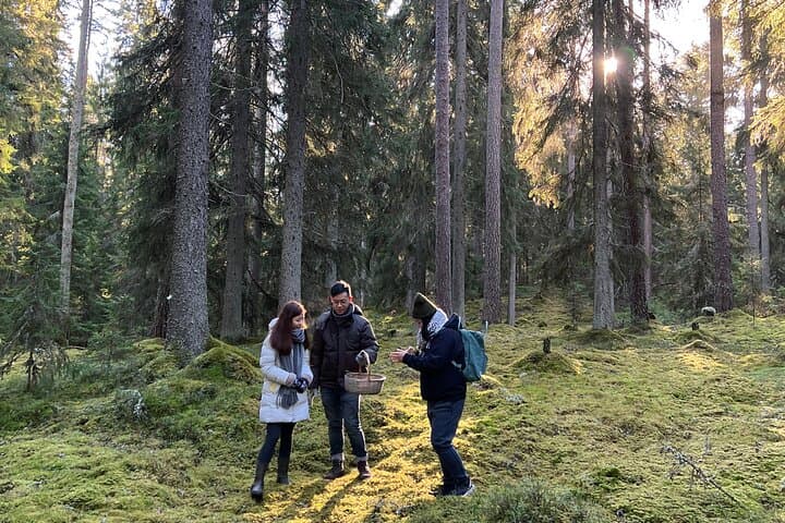Mushroom Hunting in a National Park
