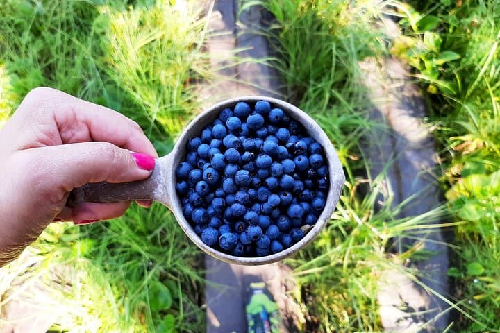 Berry Picking in a National Park