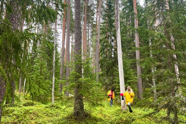 Berry Picking in a National Park
