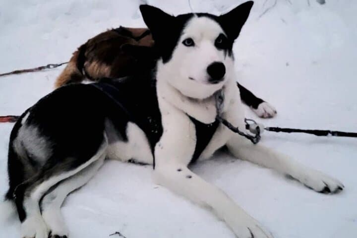 Husky Sledding Ride in Levi 5 KM