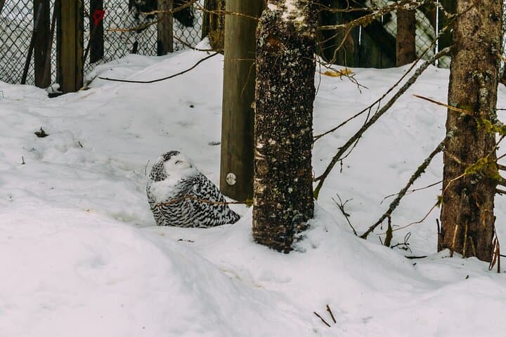 Rovaniemi: Trip to Ranua Zoo with Tickets Included