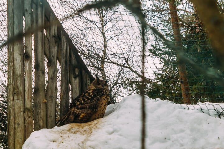 Rovaniemi: Trip to Ranua Zoo with Tickets Included