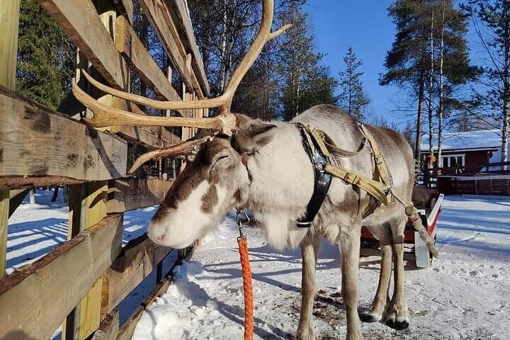 Arctic Reindeer Ride Experience at local farm