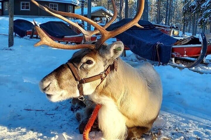 Farm Visit & Arctic Reindeer