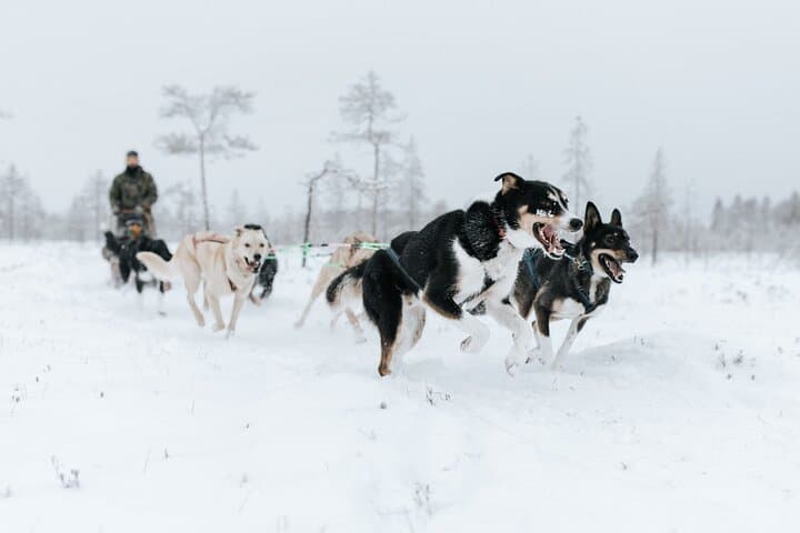 Arctic Husky Adventure!