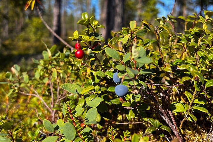 Berry Picking Adventure with BBQ in Lapland