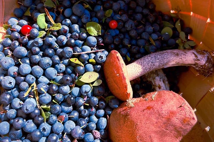 Berry Picking Adventure with BBQ in Lapland