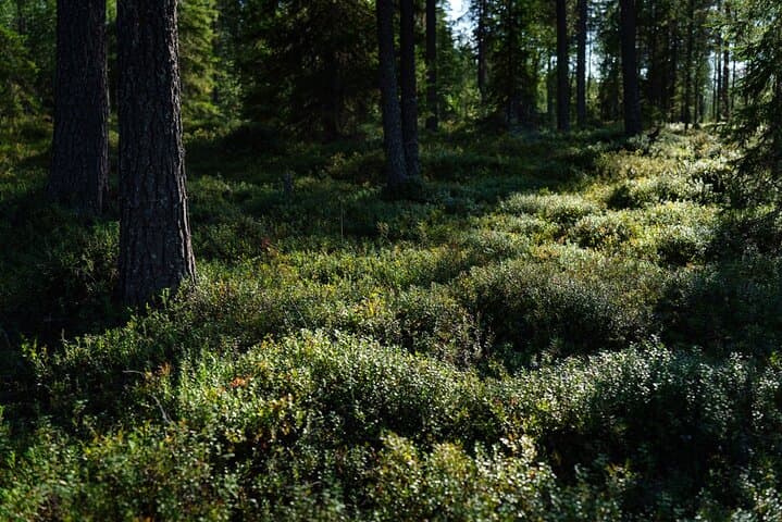 Guided Hike in Lapland: an Immersion in the Wilderness