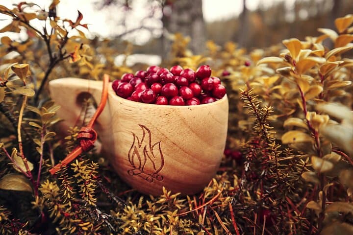 Berry Picking Adventure with BBQ in Lapland