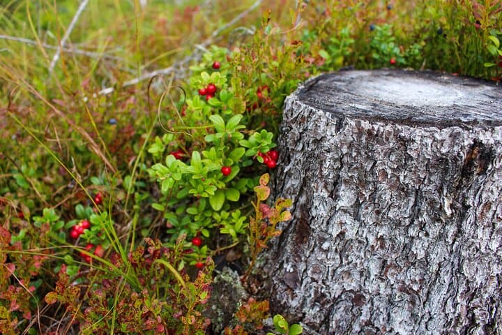 Berry Picking Adventure with BBQ in Lapland